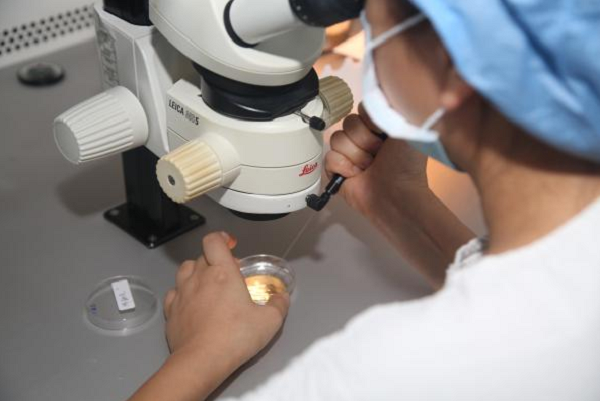 Surrogacy