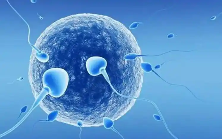 IVF
