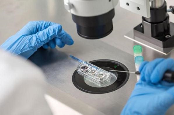 In vitro fertilization