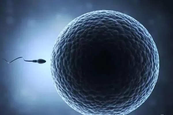 IVF